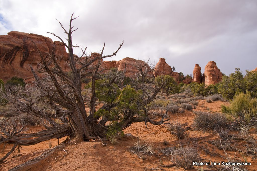 2010-11-21, Arches National Park. Photographer Irina Kozhemyakina. Houston