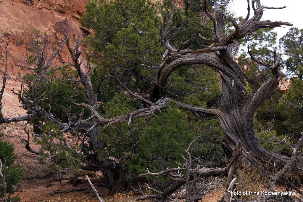 2010-11-21, Arches National Park. Photographer Irina Kozhemyakina. Houston