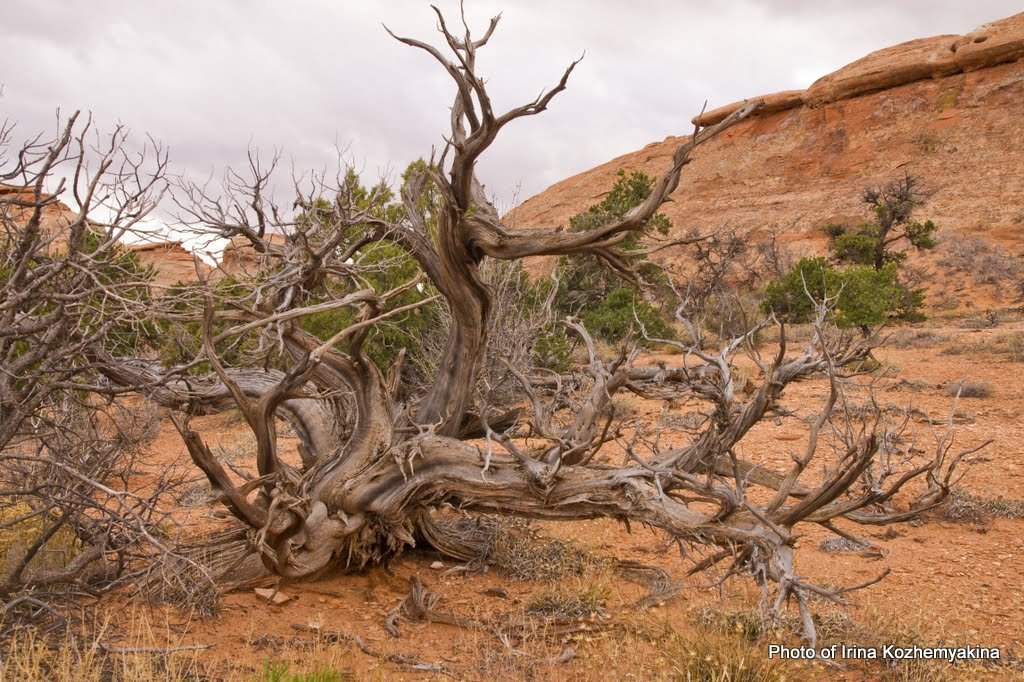 2010-11-21, Arches National Park. Photographer Irina Kozhemyakina. Houston