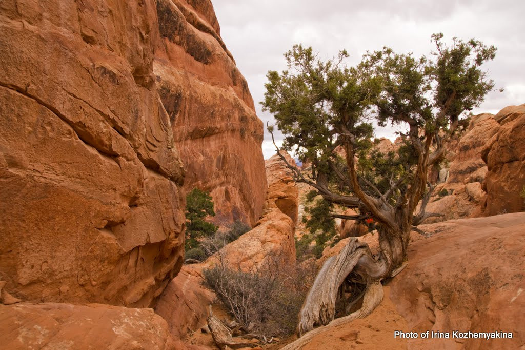 2010-11-21, Arches National Park. Photographer Irina Kozhemyakina. Houston