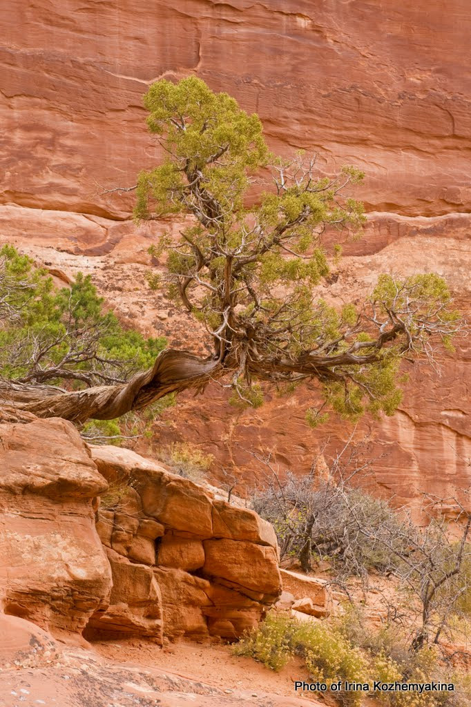 2010-11-21, Arches National Park. Photographer Irina Kozhemyakina. Houston