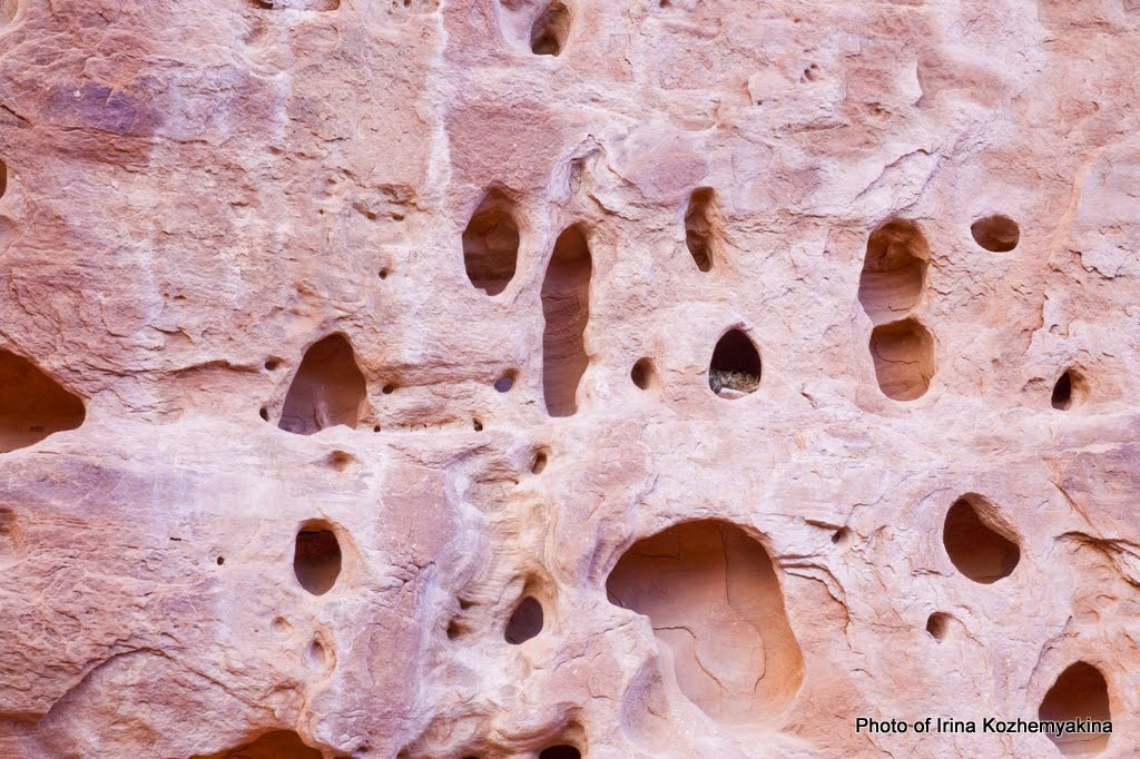 Тут в одной дырочке гнездо