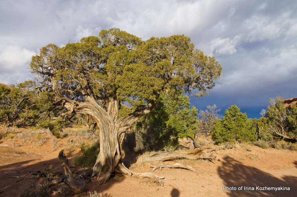 2010-11-21, Arches National Park. Photographer Irina Kozhemyakina. Houston