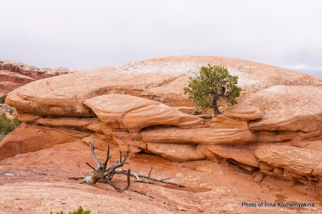 2010-11-21, Arches National Park. Photographer Irina Kozhemyakina. Houston