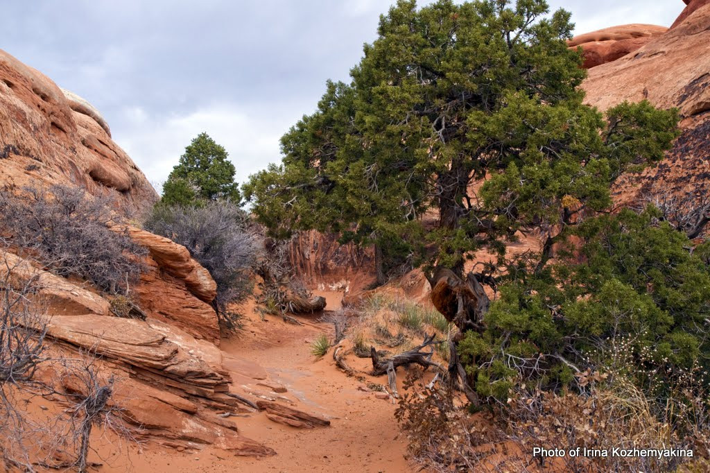 2010-11-21, Arches National Park. Photographer Irina Kozhemyakina. Houston