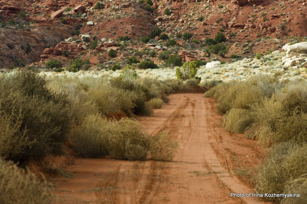 Перекати поле на дороге