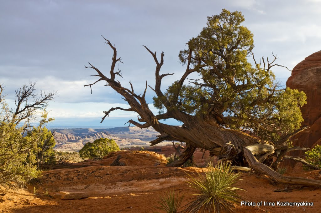 2010-11-21, Arches National Park. Photographer Irina Kozhemyakina. Houston