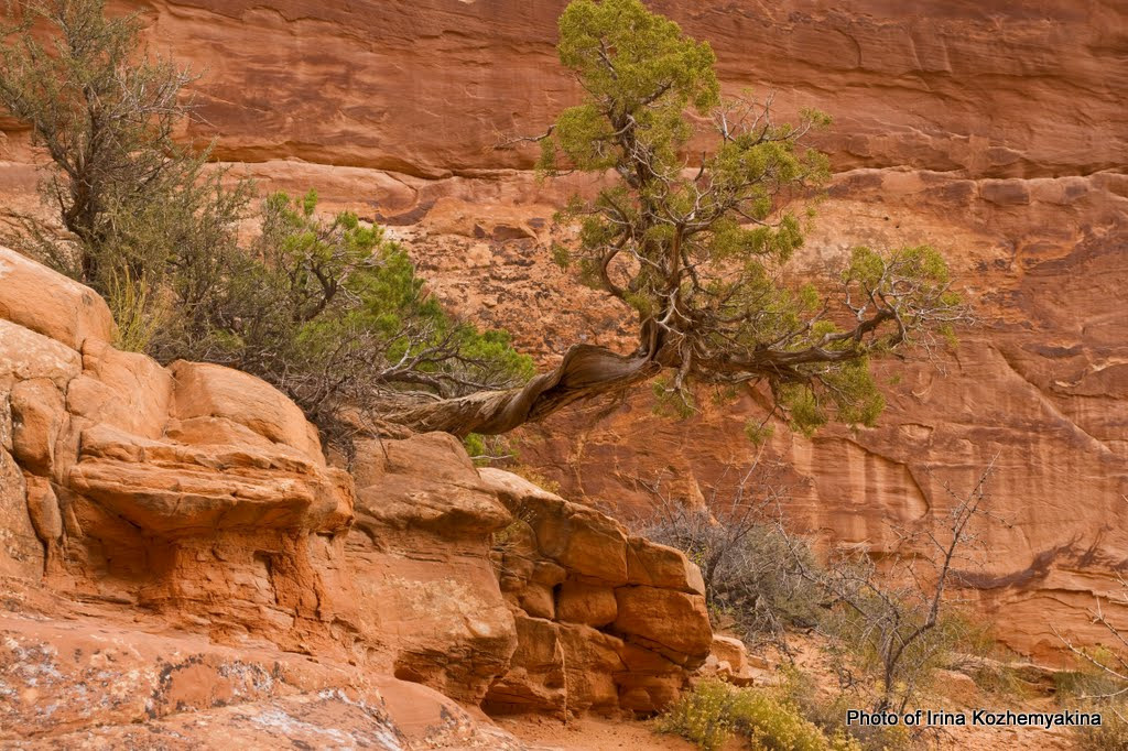 2010-11-21, Arches National Park. Photographer Irina Kozhemyakina. Houston