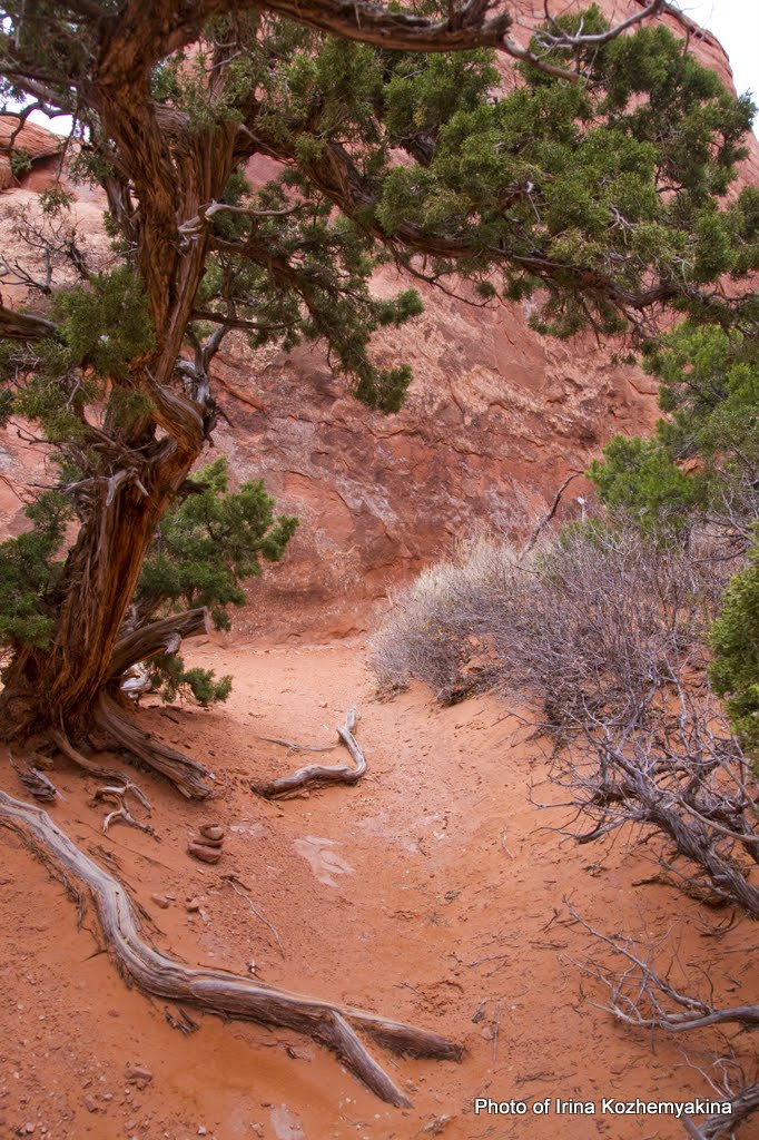 2010-11-21, Arches National Park. Photographer Irina Kozhemyakina. Houston