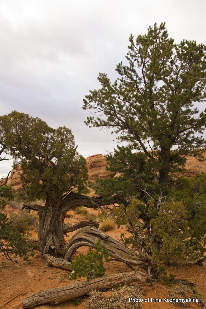 2010-11-21, Arches National Park. Photographer Irina Kozhemyakina. Houston