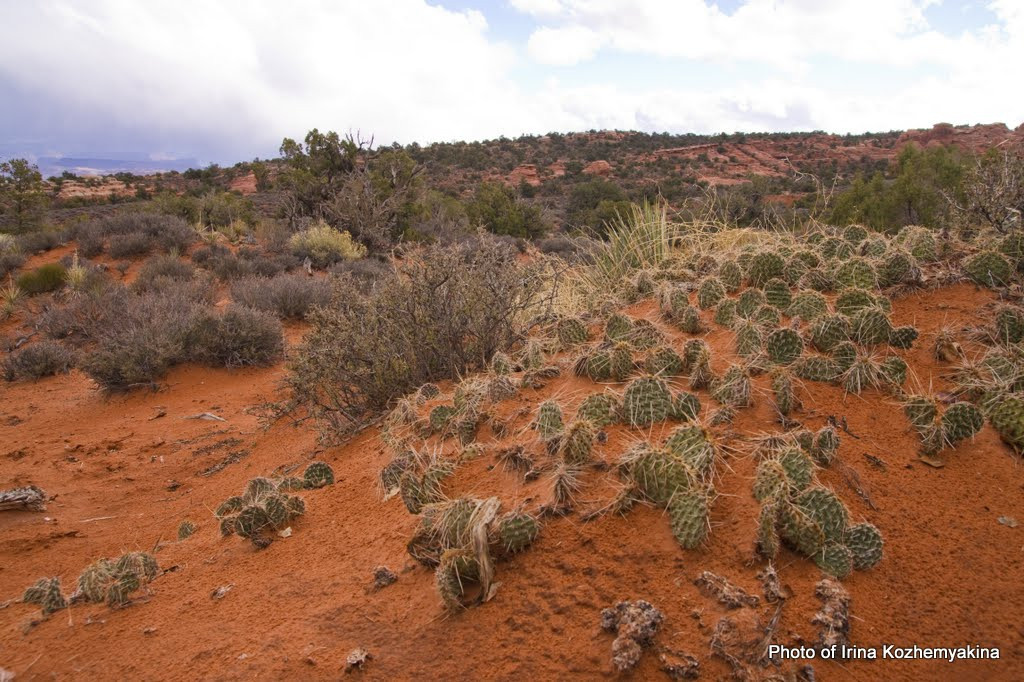 2010-11-21, Arches National Park. Photographer Irina Kozhemyakina. Houston
