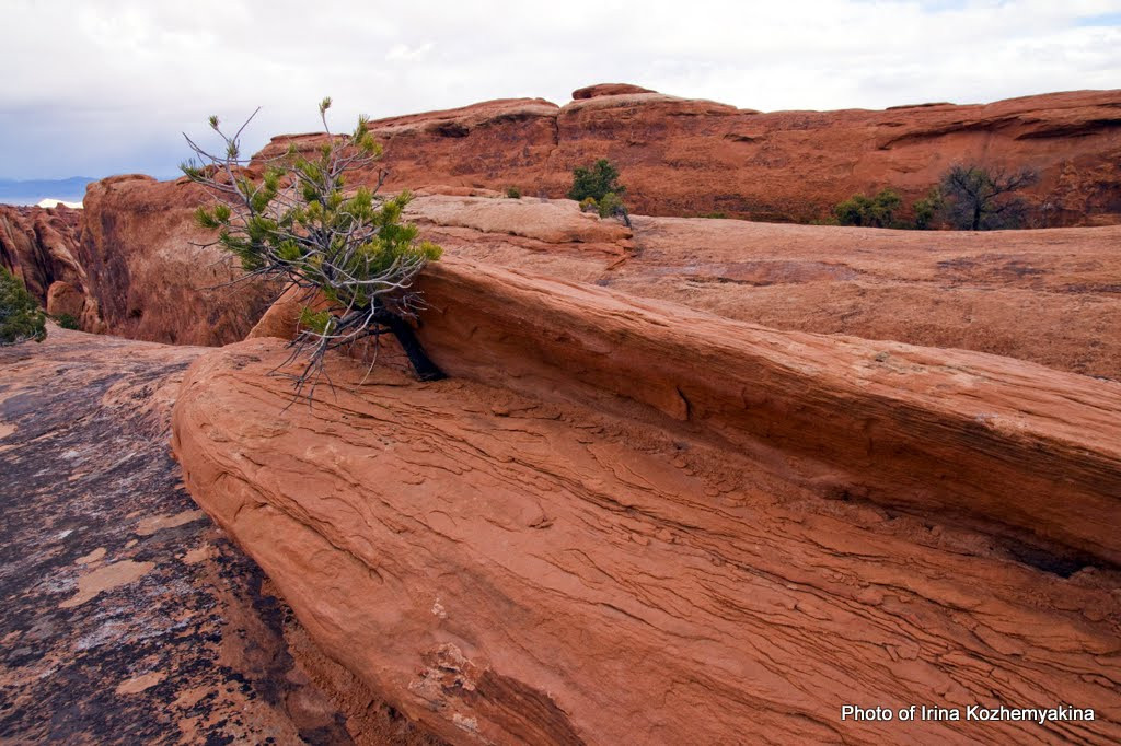 Вот посмотришь в каких условиях выживают тут растения и зло берет на растительность на даче - и они еще смеют там выпендриваться и плохо расти!