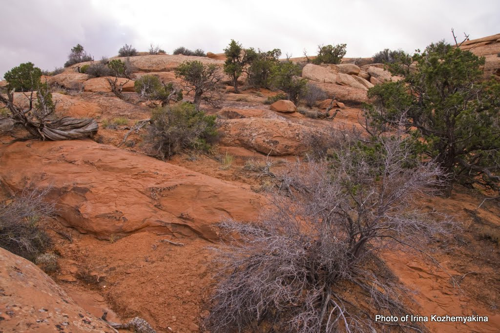 Меня поражает как тут на камнях выживают эти деревья и кусты