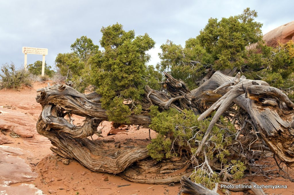 героический можжевельник, как его жизнь ломает, он он все равно живет