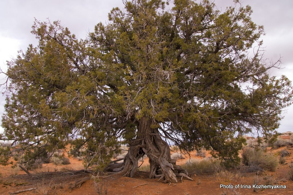 2010-11-21, Arches National Park. Photographer Irina Kozhemyakina. Houston