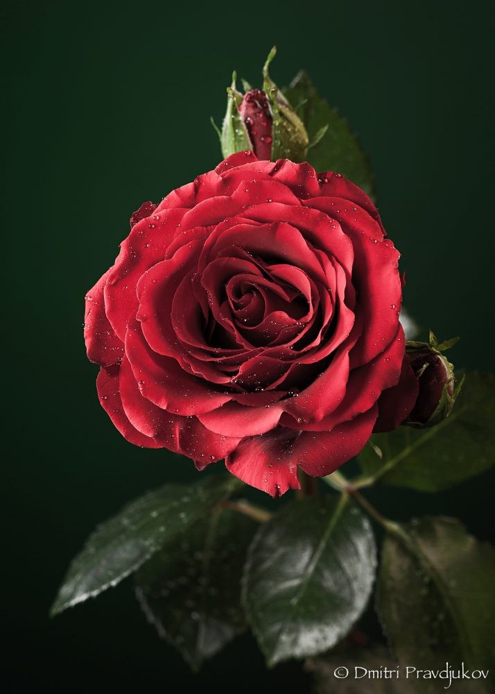 ПРЕДМЕТНАЯ ФОТОГРАФИЯ