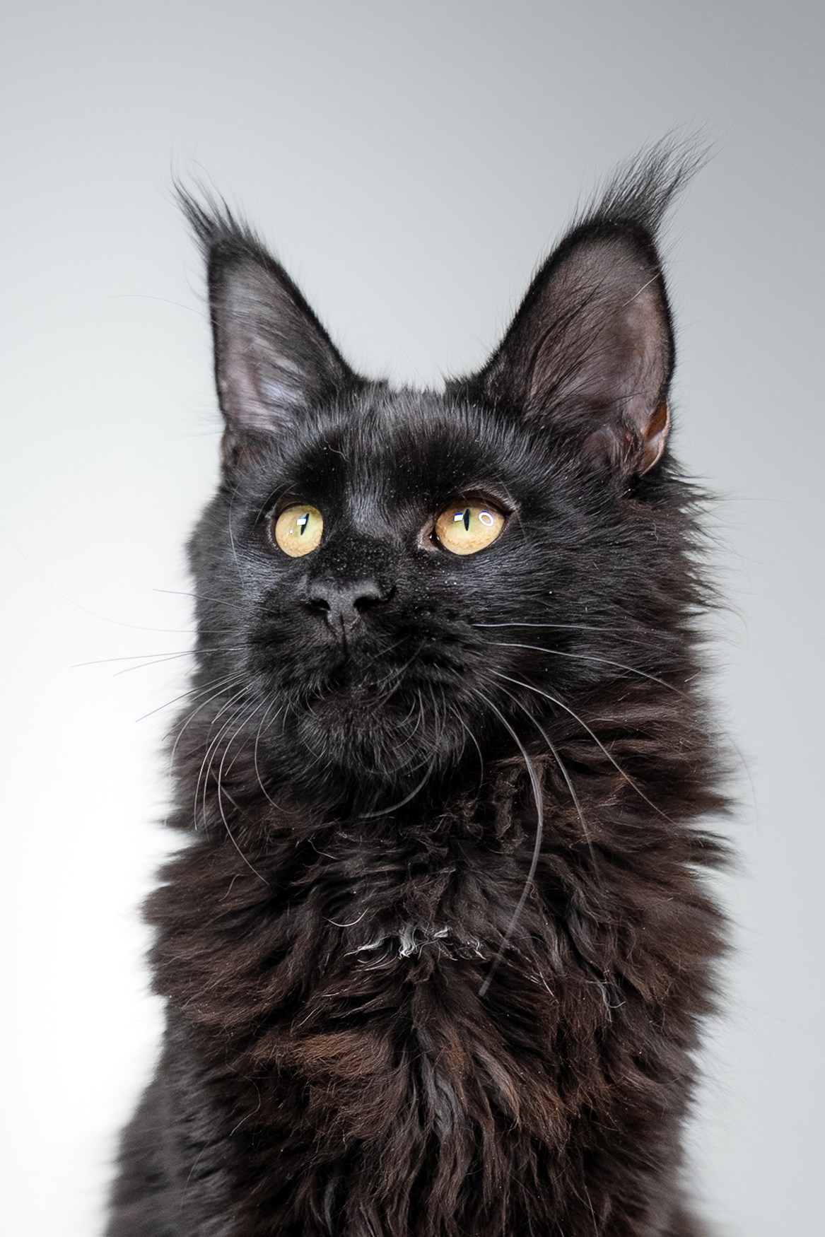 Senator Grand. Senator Cat — Maine Coon cattery