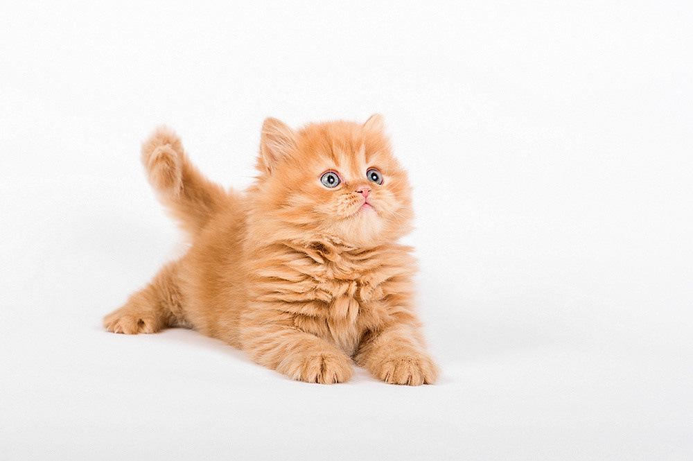 Студийная предметная съемка. Фотографы Дарья и Дмитрий Арсентьевы