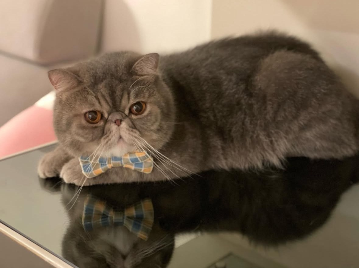 Sire: CH Latin Lover Ivanohe Dam: CH D’Eden Lover Freyja 