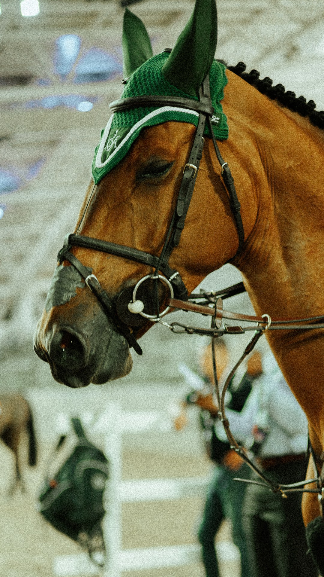 Doha Tour 2024 🐎. Regina Turbin — official website