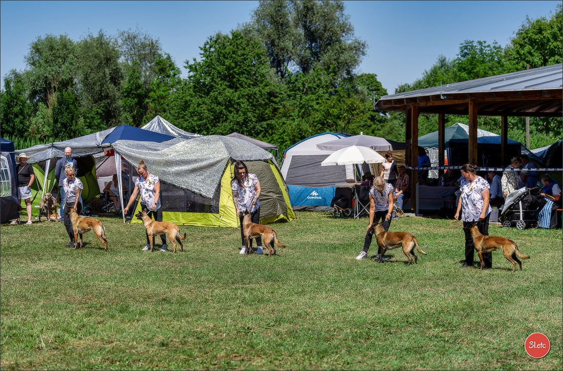 Dog Show - Hallbergmoos 🇩🇪 11-12/07/2026