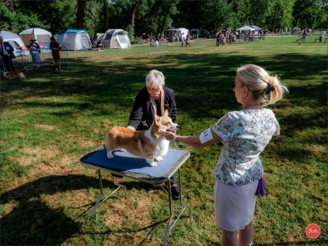 🇫🇷 Romorantin - Exposition Canine Nationale. Photographe à Strasbourg | Portraits, Studio, Enfants, Événements