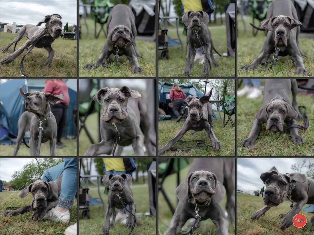 Photographie animalière. Photographe à Strasbourg | Les animaux, Portraits, Studio, Événements
