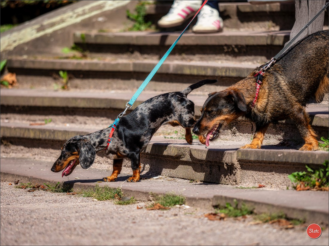 Teckels Parade Strasbourgeoise  Vous pouvez voir le galerie de photos. Photographe à Strasbourg | Portraits, Studio, Enfants, Événements