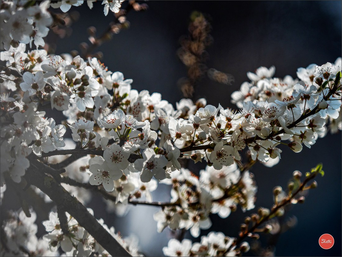 Spring came to Strasbourg in late February. Photographe à Strasbourg | Portraits, Studio, Enfants, Événements