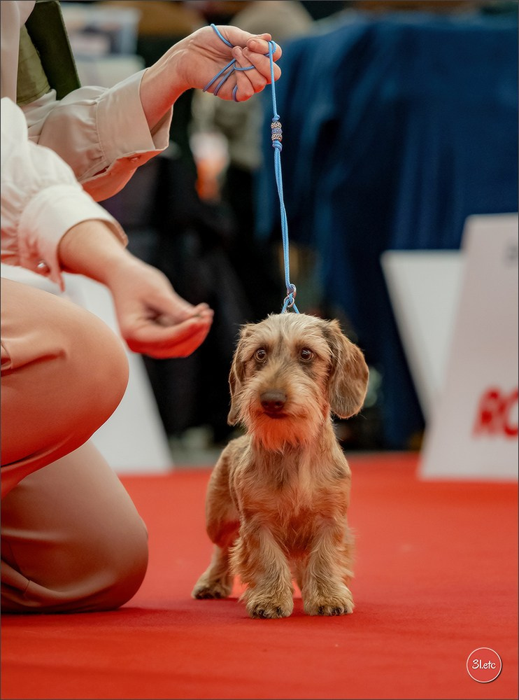 🇫🇷  Perpignan Dog Show  🇫🇷  Expo canine  17-18/01/2026. Photographe à Strasbourg | Portraits, Studio, Enfants, Événements