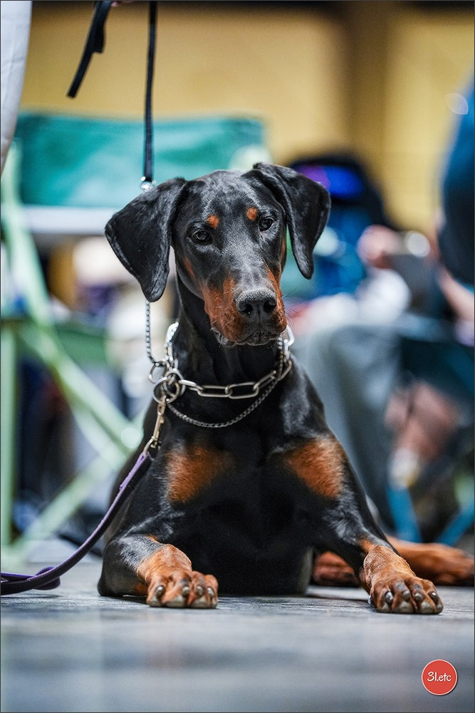 Expo canine 🇫🇷 Martigues 18-19/04/2026