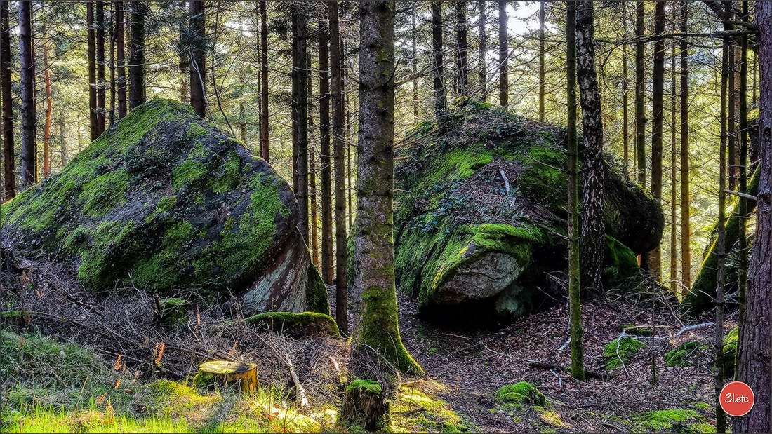 Une forêt, un rocher et un cimetière gallo-romain. Photographe à Strasbourg | Portraits, Studio, Enfants, Événements