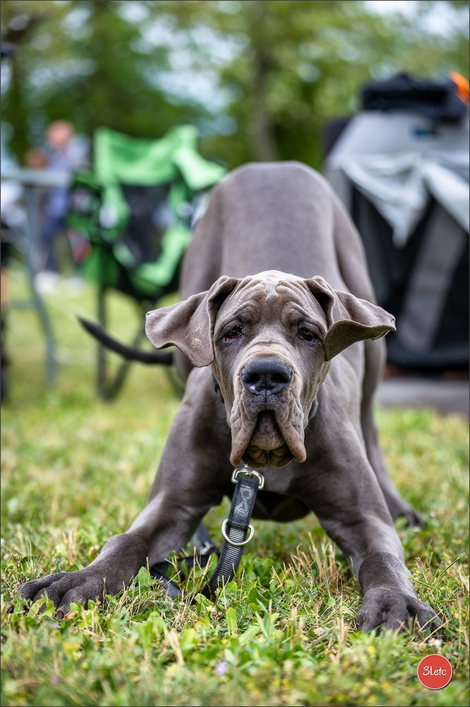Expo canine 🇫🇷 Valence 02-03/05/2026