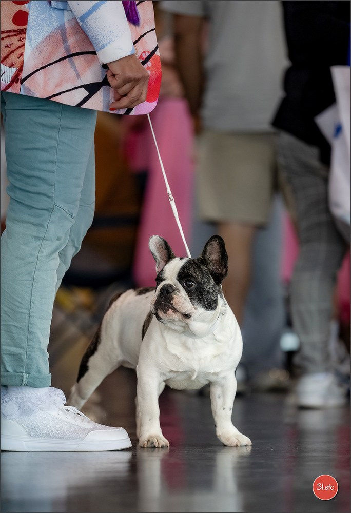 Expo canine 🇫🇷 Valence 02-03/05/2026