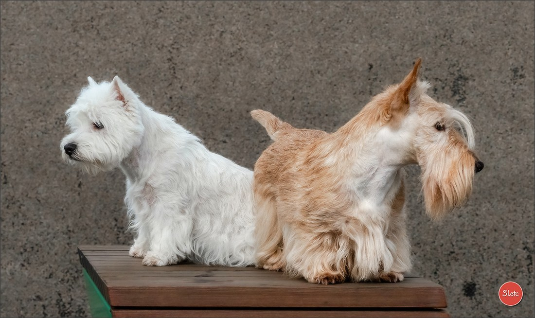 Exposition Canine à 🇫🇷 PARIS 12/01/2025. Photographe à Strasbourg | Portraits, Studio, Enfants, Événements