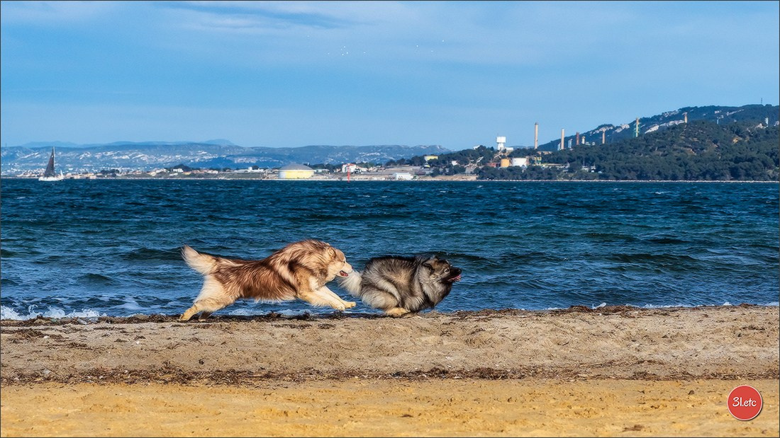 Expo canine 🇫🇷 Martigues  19-20/04/2025. Photographe à Strasbourg | Portraits, Studio, Enfants, Événements