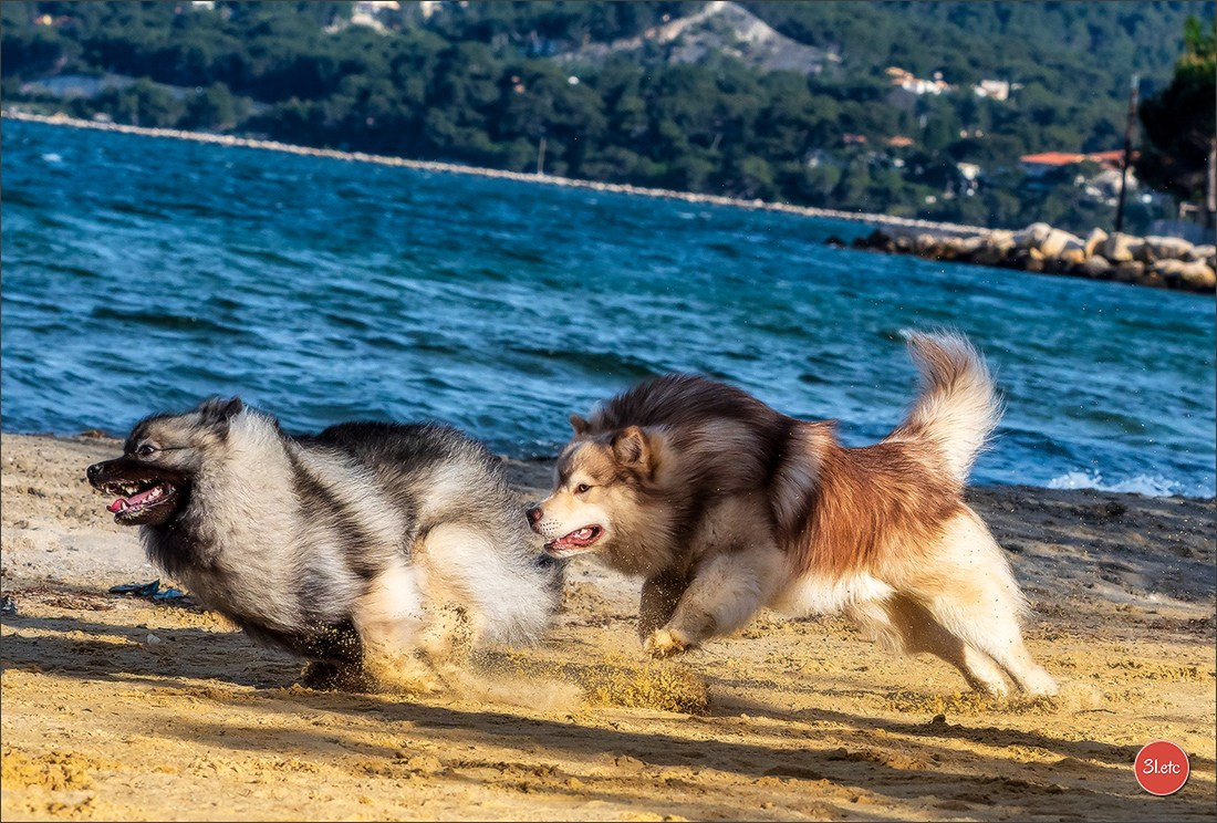 Expo canine 🇫🇷 Martigues  19-20/04/2025. Photographe à Strasbourg | Portraits, Studio, Enfants, Événements