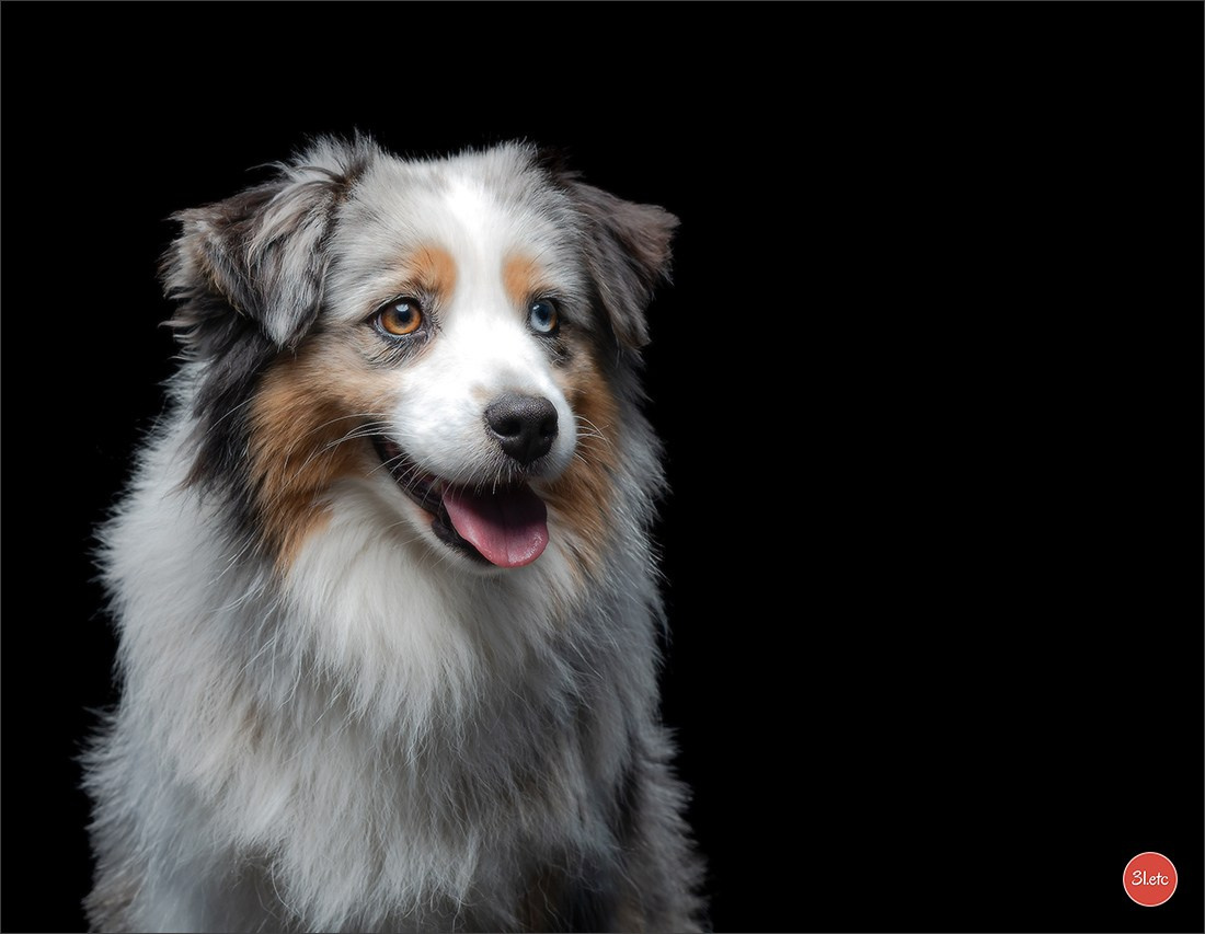 Domaine de la patte blanche. Photographe à Strasbourg | Portraits, Studio, Enfants, Événements
