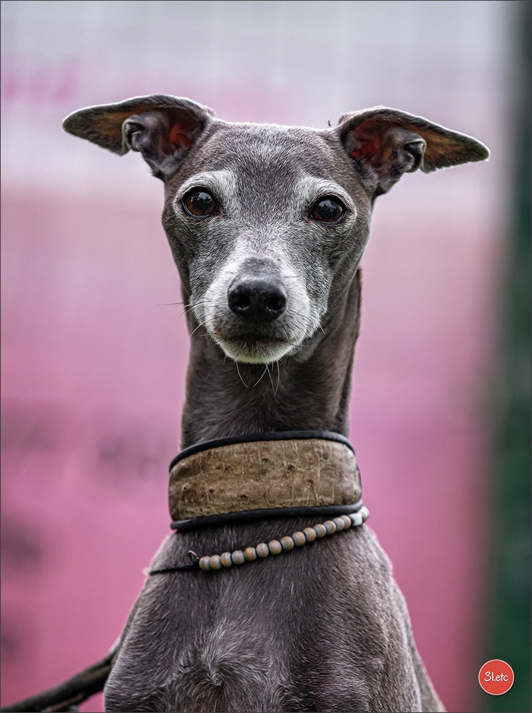 Photographie animalière. Photographe à Strasbourg | Portraits, Studio, Enfants, Événements