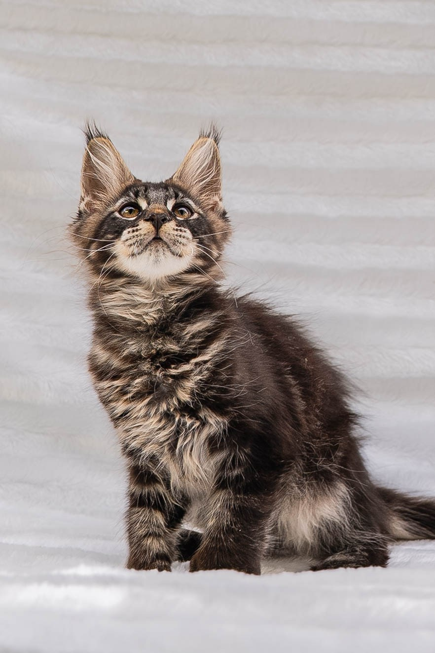 Senator Timber. Senator Cat — Maine Coon cattery