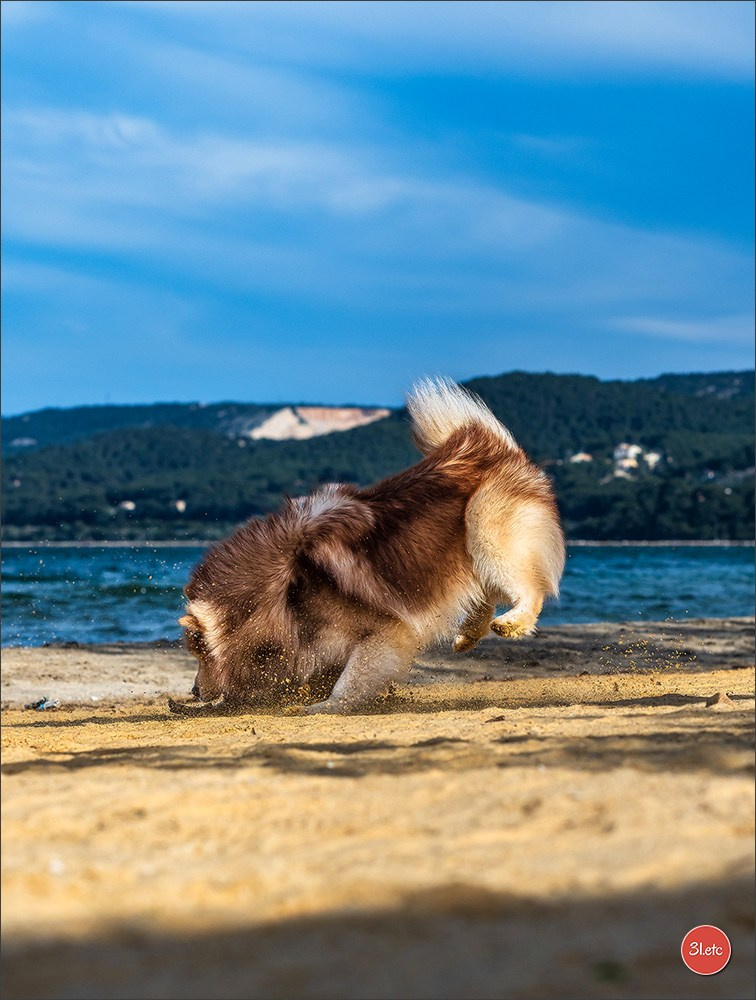 Expo canine 🇫🇷 Martigues  19-20/04/2025. Photographe à Strasbourg | Portraits, Studio, Enfants, Événements