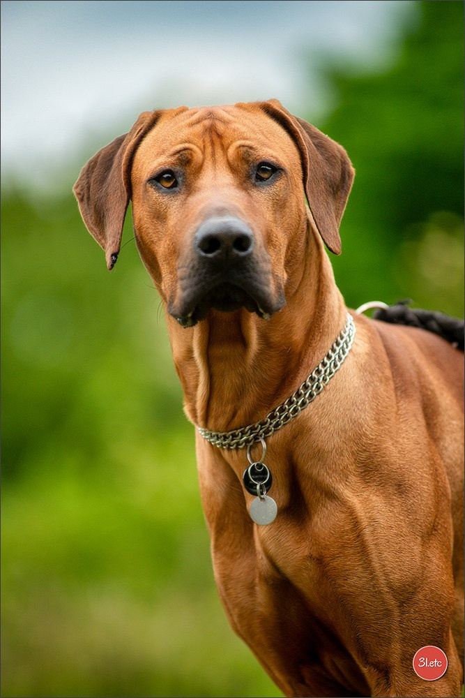 R.E. Rhodesian Ridgeback - Belleau (54) Expo canine Nancy  🇫🇷  24/05/2025. Photographe à Strasbourg | Portraits, Studio, Enfants, Événements