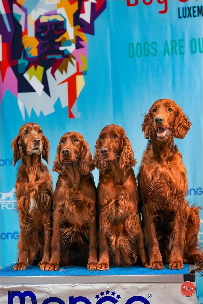 🇱🇺 LUXEMBOURG 🇱🇺 International Dog Show 4-5/04/2026. Photographe à Strasbourg | Portraits, Studio, Enfants, Événements