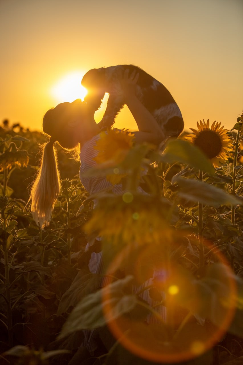 English Springer Spaniel female show movement