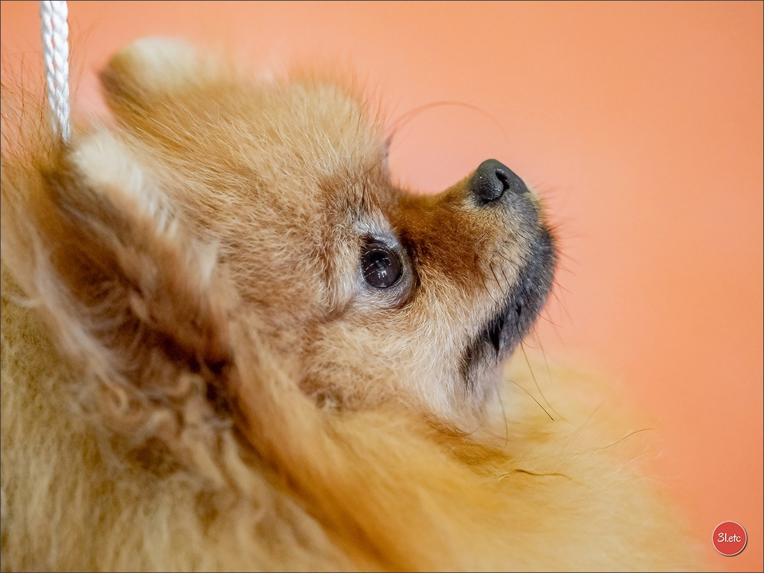 Expo canine 🇫🇷 MARGNY LES COMPIEGNE 06-07/09/2025. Photographe à Strasbourg | Portraits, Studio, Enfants, Événements
