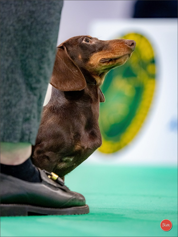 🇫🇷  Chalons en Champagne  🇫🇷  Expo canine  31/01-01/02/2026. Photographe à Strasbourg | Portraits, Studio, Enfants, Événements