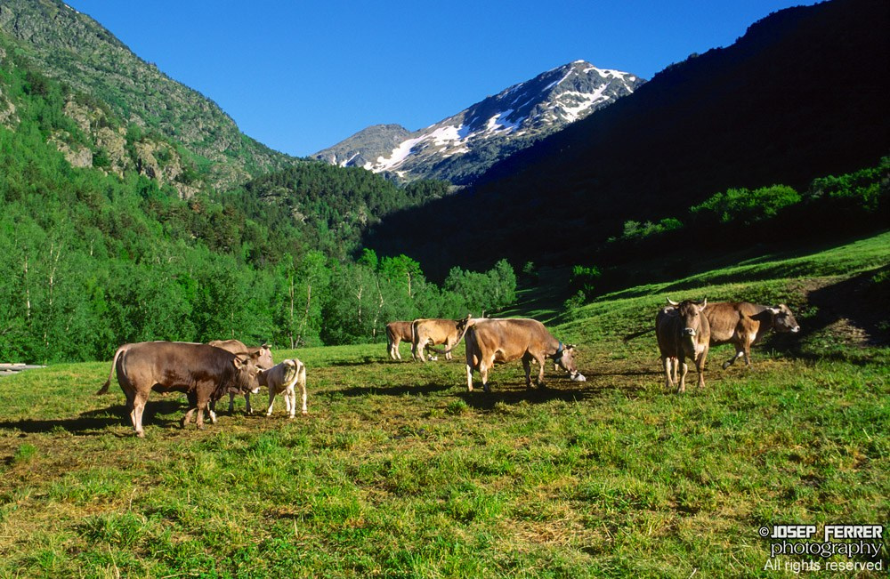 Cows, Ordino valley, Pyrenees, Andorra