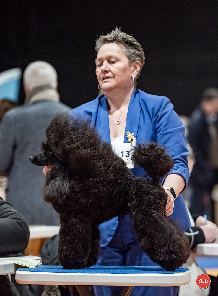 Expo canine  🇫🇷  Angers  22-23/03/2025. Photographe à Strasbourg | Portraits, Studio, Enfants, Événements