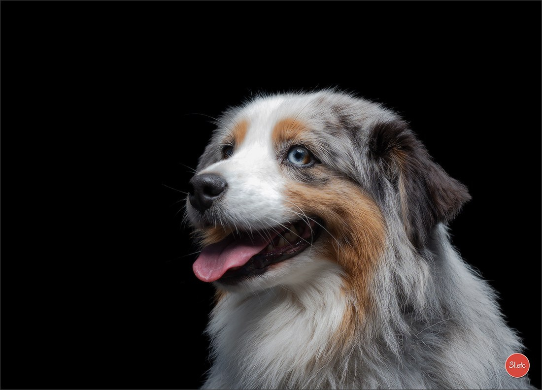Domaine de la patte blanche. Photographe à Strasbourg | Portraits, Studio, Enfants, Événements