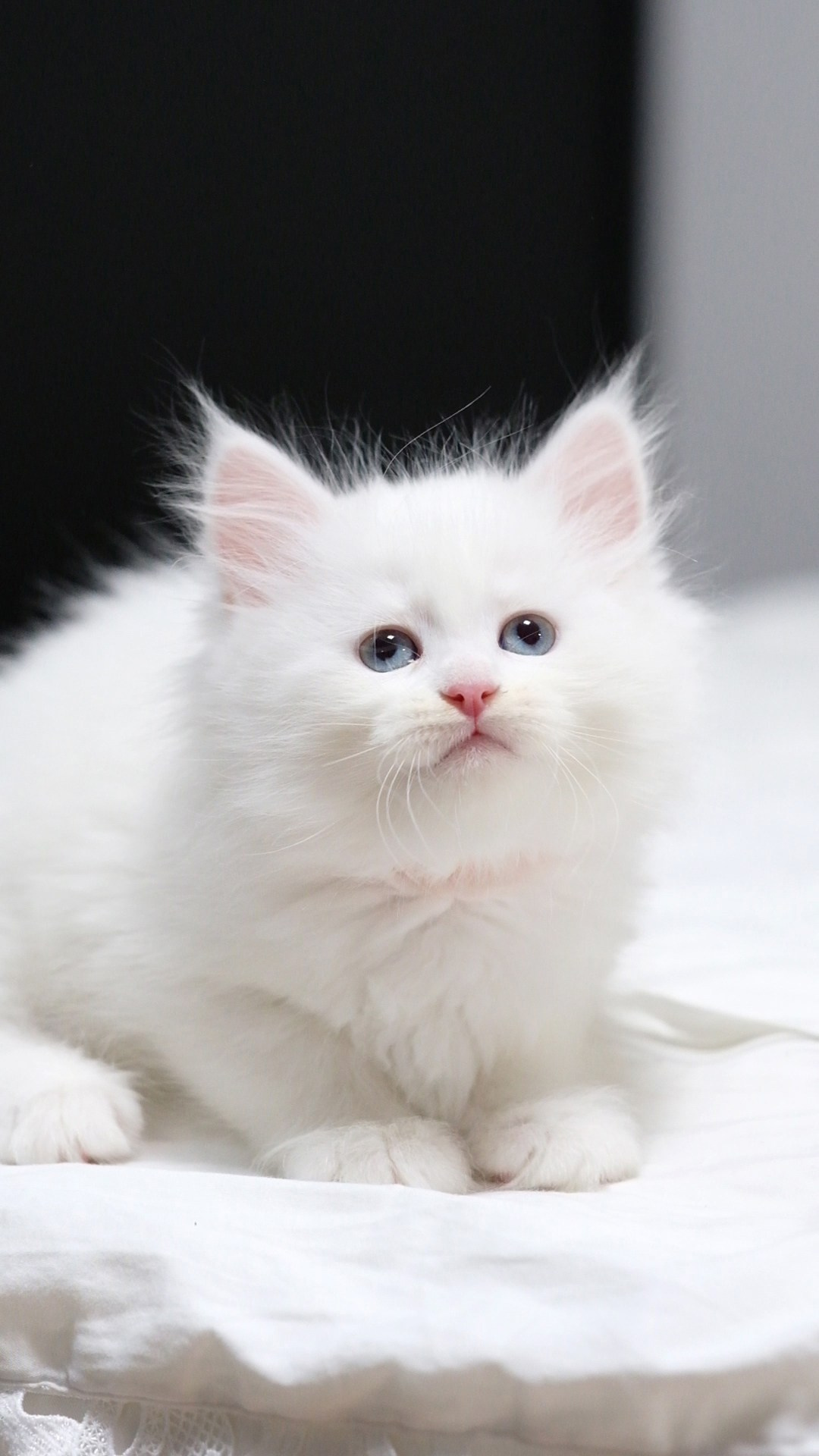 N-Andromeda. SIBERIALIS: Katzenzucht von Sibirischen und Neva Masquarade Katzen